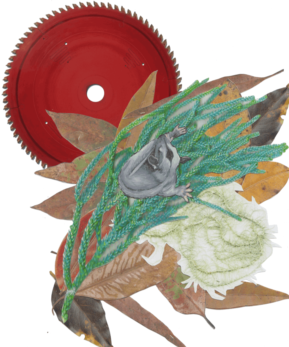 Acacia the Squirrel Glider falls out of her nest - Abi Andrews