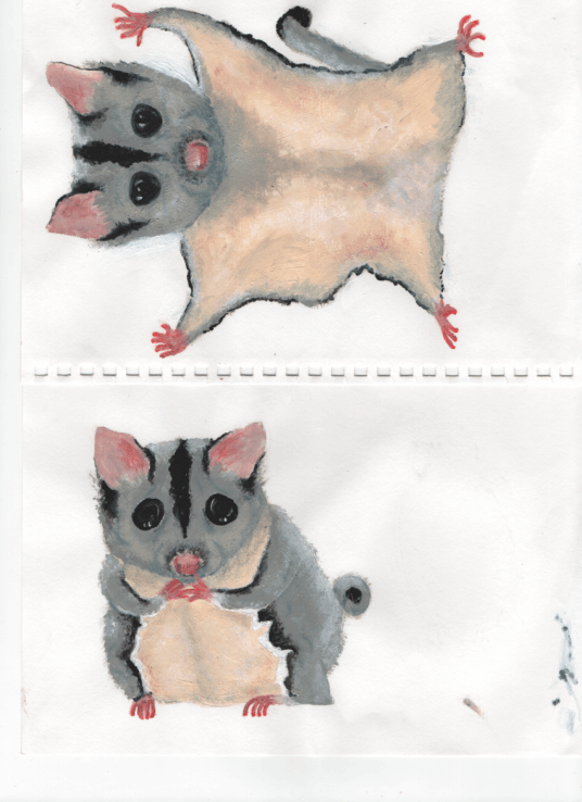 Sugar Glider - Kim Warren