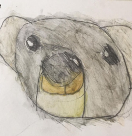 Koala - Tarmati Mackenzie