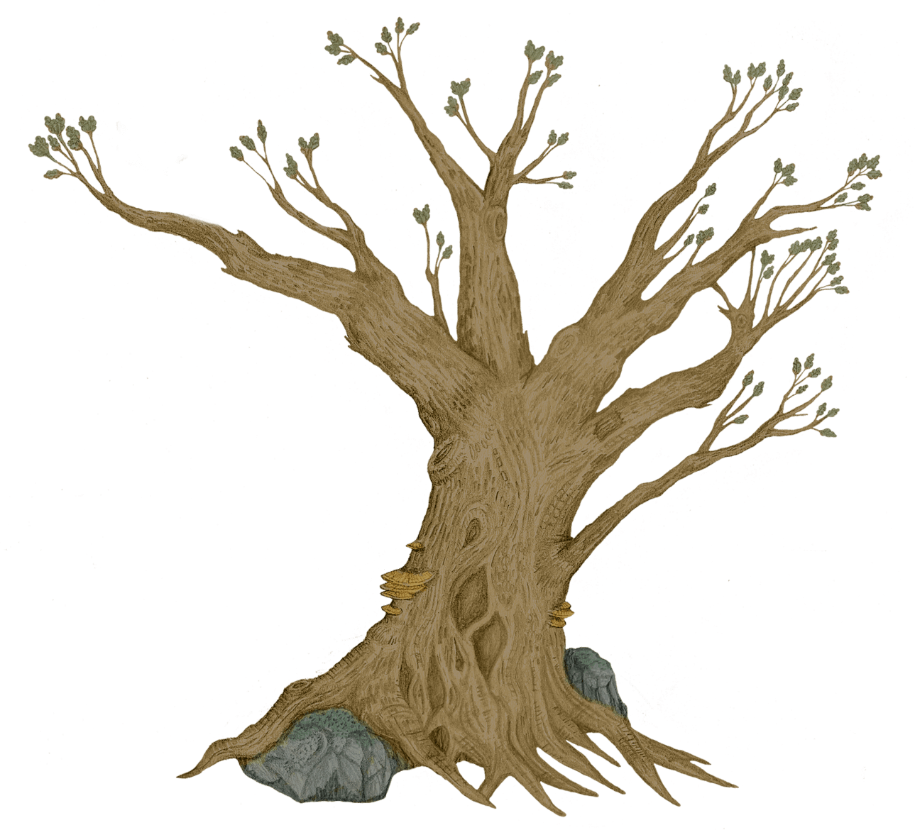 Tree - Emily Donohoe