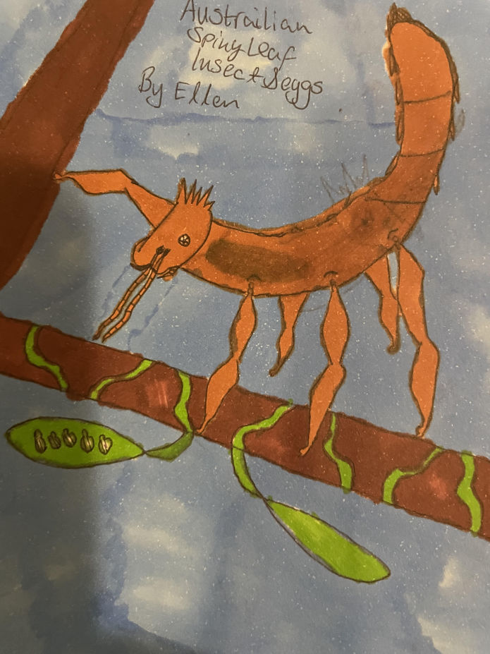 Spiny Leaf Insect - Ellen Cuthbert