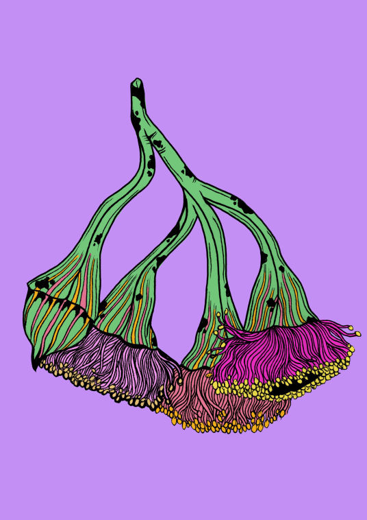 Eucalypt Flower - Rose Wadsworth