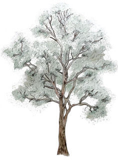 Forest Redgum - Henrietta Mooney