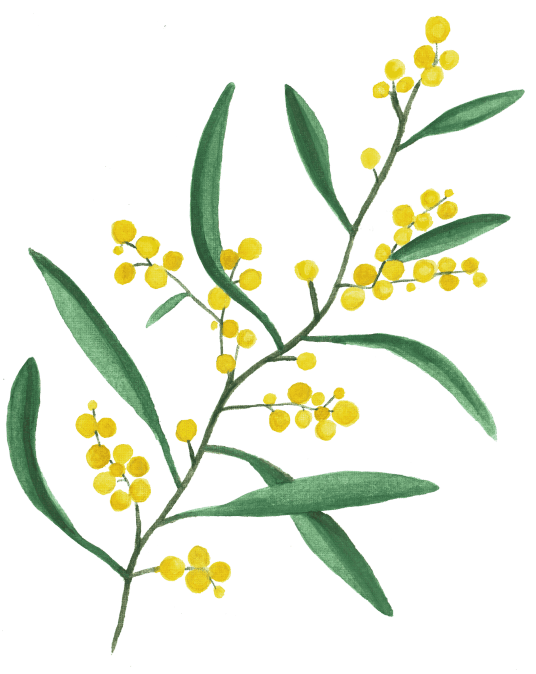 Wattle Flower - Lea Guillot