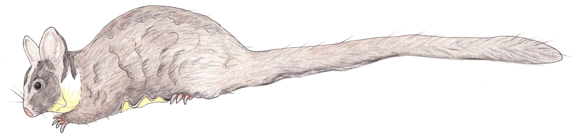 Yellow-bellied Glider - Henrietta Mooney