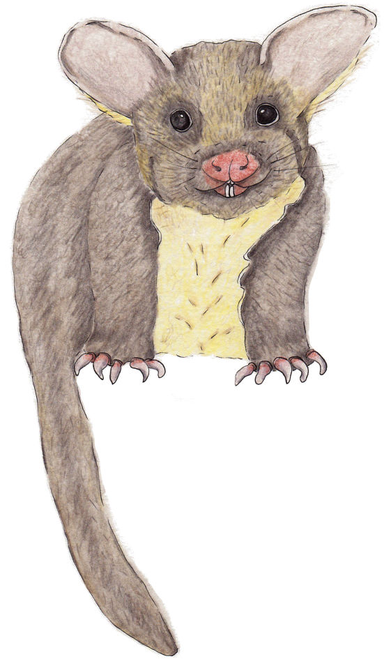 Yellow-bellied Glider - Henrietta Mooney